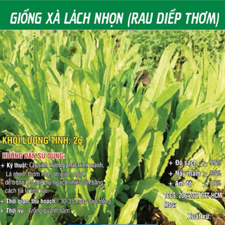 Giống Xà Lách Nhọn ( rau diếp thơm)