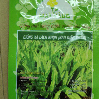 Giống Xà Lách Nhọn ( rau diếp thơm)