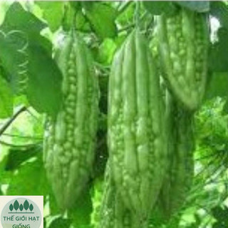 [Gói 10 hạt] Hạt giống Khổ qua F1 (mướp đắng)