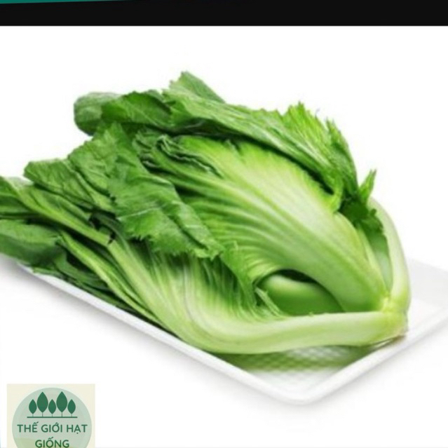 Giống rau cải bẹ dưa