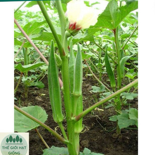 [gói 20g] Hạt giống Đậu bắp xanh