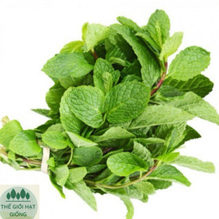 [gói 0.1g] Hạt giống rau húng lũi