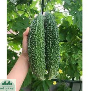 [gói 5 hạt] Khổ Qua trái xanh năng suất