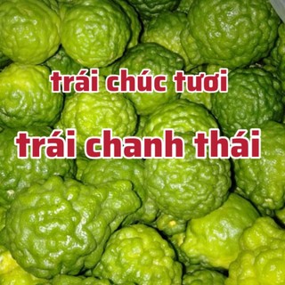 Trái chúc (chanh thái) hàng mới hái, trái chanh thái , trái chanh lá số 8