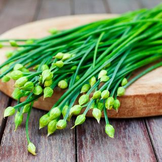 Hạt Giống Hẹ Ăn Bông Dễ Nảy Mầm, Thu Hoạch Liên Tục Kéo Dài