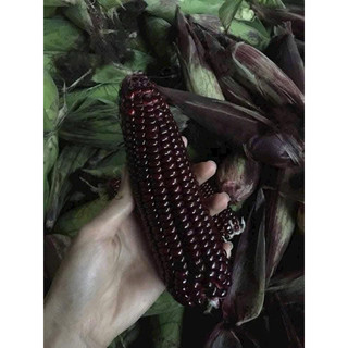 NGÔ TÍM TÂY BẮC 1KG