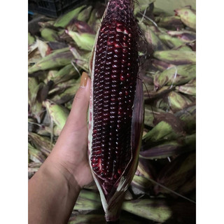 NGÔ TÍM TÂY BẮC 1KG