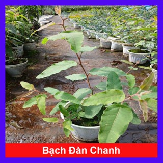  Cây bạch đàn chanh   cây khuynh diệp   chậu cây tỏa mùi hương như cây hương thảo 
