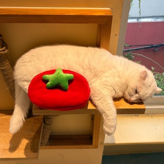 'HỘP BÚT CÀ CHUA-CÀ Ú ' • Túi handmade dựng bút | đựng makeup hình cà chua dễ thương