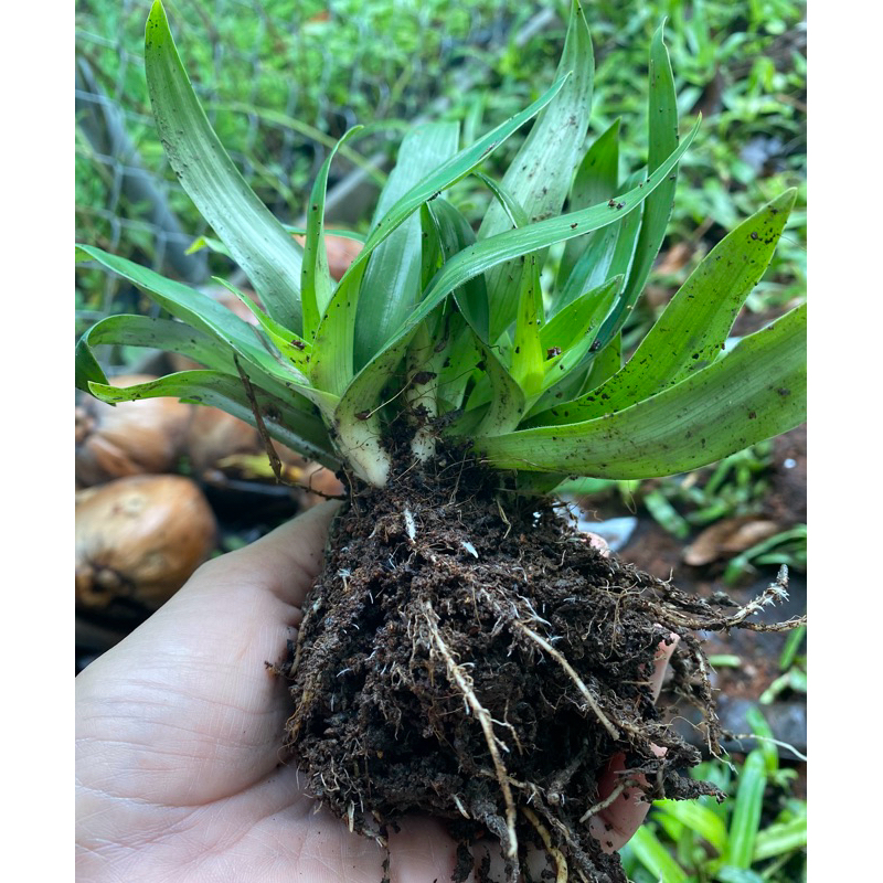 3 nhánh cây bao tử ( linh chi thảo ) thảo linh chi , cỏ bao tử