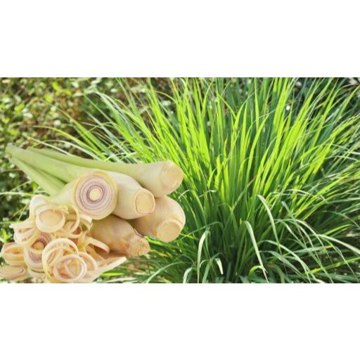 giống cây sả chanh ( cây củ sả, cây sả quê)