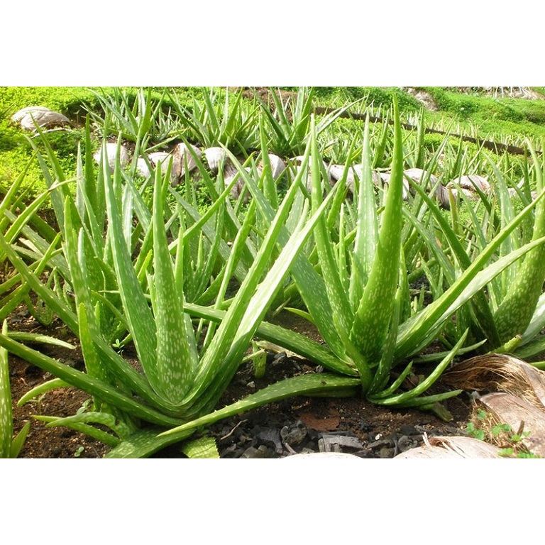 giống cây nha đam ta, nha đam việt nam