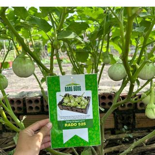 Hạt Giống Cà Ngọt Lai F1 (Cà Pháo Trứng) Trái Sai, Giòn Ngọt
