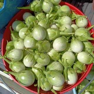 Hạt Giống Cà Ngọt Lai F1 (Cà Pháo Trứng) Trái Sai, Giòn Ngọt