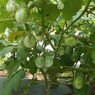 Hạt Giống Cà Ngọt Lai F1 (Cà Pháo Trứng) Trái Sai, Giòn Ngọt