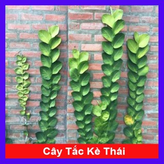 Cây tắc kè thái - chậu cây leo tường trang trí nhà cửa - cây cảnh sân vườn