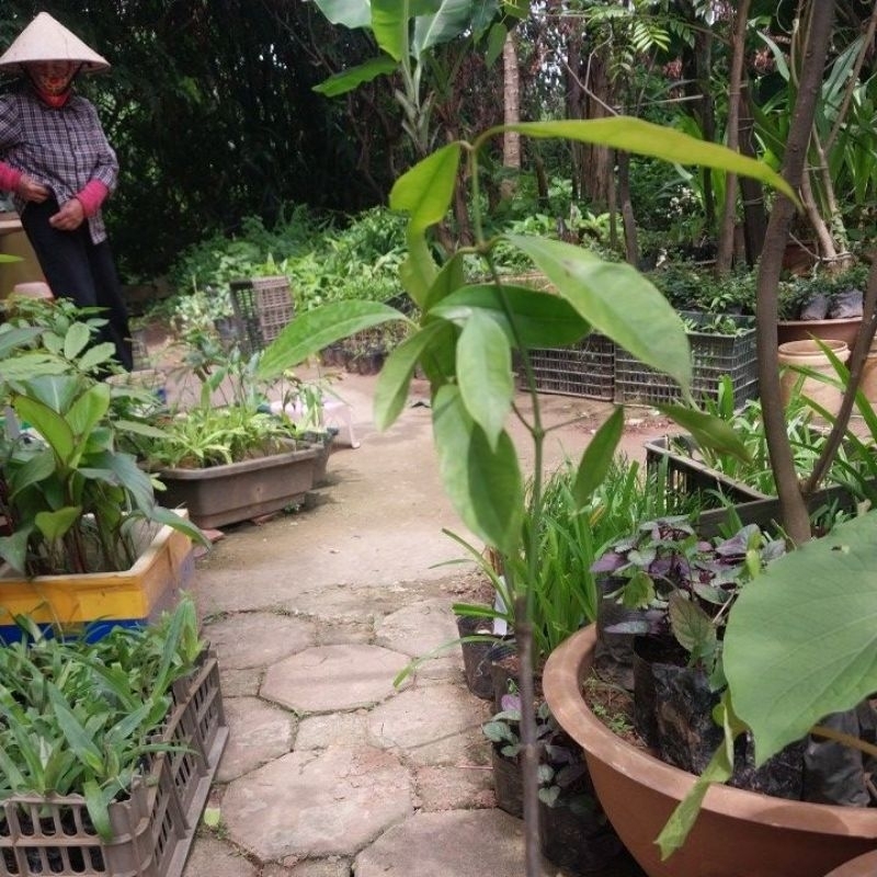 Cây rau bép chuẩn giống - Rau rừng giá trị cao