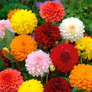 Hạt Giống Hoa Thược Dược Nhiều Màu (Gói 50 hạt) Trồng Quanh Năm, Chịu Rét Chịu Hạn