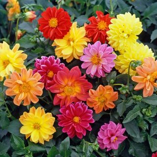 Hạt Giống Hoa Thược Dược Nhiều Màu (Gói 50 hạt) Trồng Quanh Năm, Chịu Rét Chịu Hạn