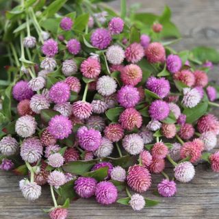 Hạt Giống Hoa Cúc Bách Nhật (Cúc Nút Áo) Nhiều Màu, Hoa Nở Quanh Năm Lâu Tàn