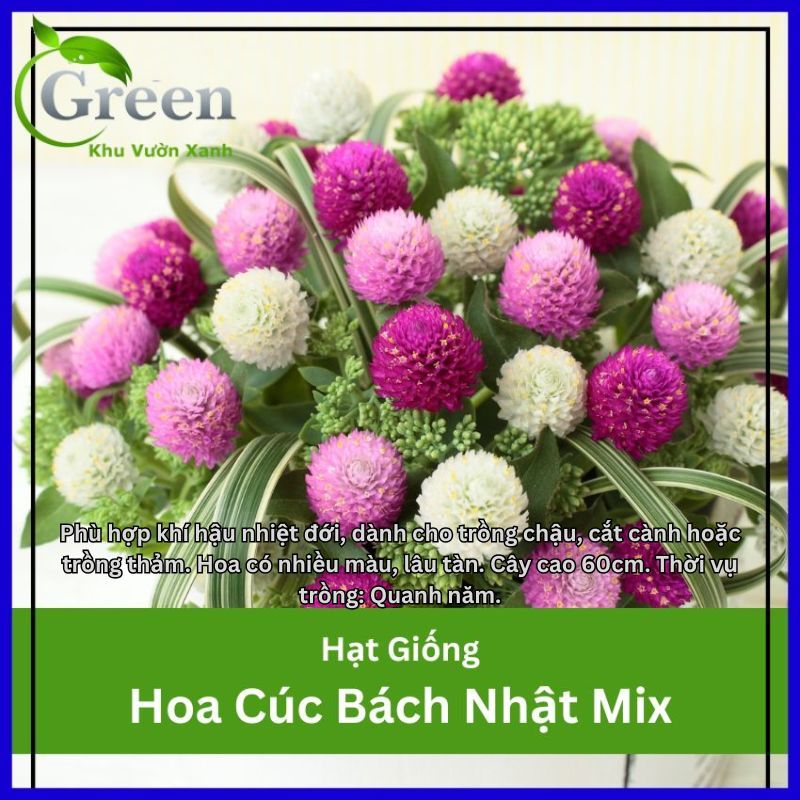 Hạt Giống Hoa Cúc Bách Nhật (Cúc Nút Áo) Nhiều Màu, Hoa Nở Quanh Năm Lâu Tàn