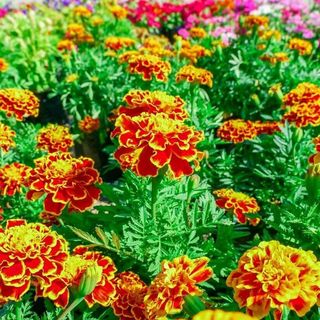 Hạt Giống Hoa Cúc Vạn Thọ Pháp Ban Mai (Gói 0.1 gam ~ 80 hạt) Cho Hoa Lớn, Dễ Trồng