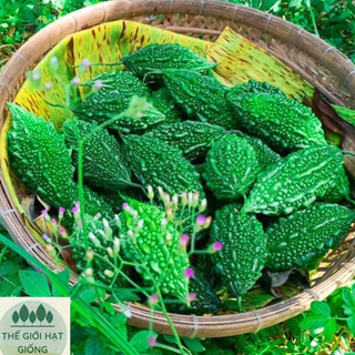 Hạt giống Khổ qua rừng (Mướp đắng rừng)