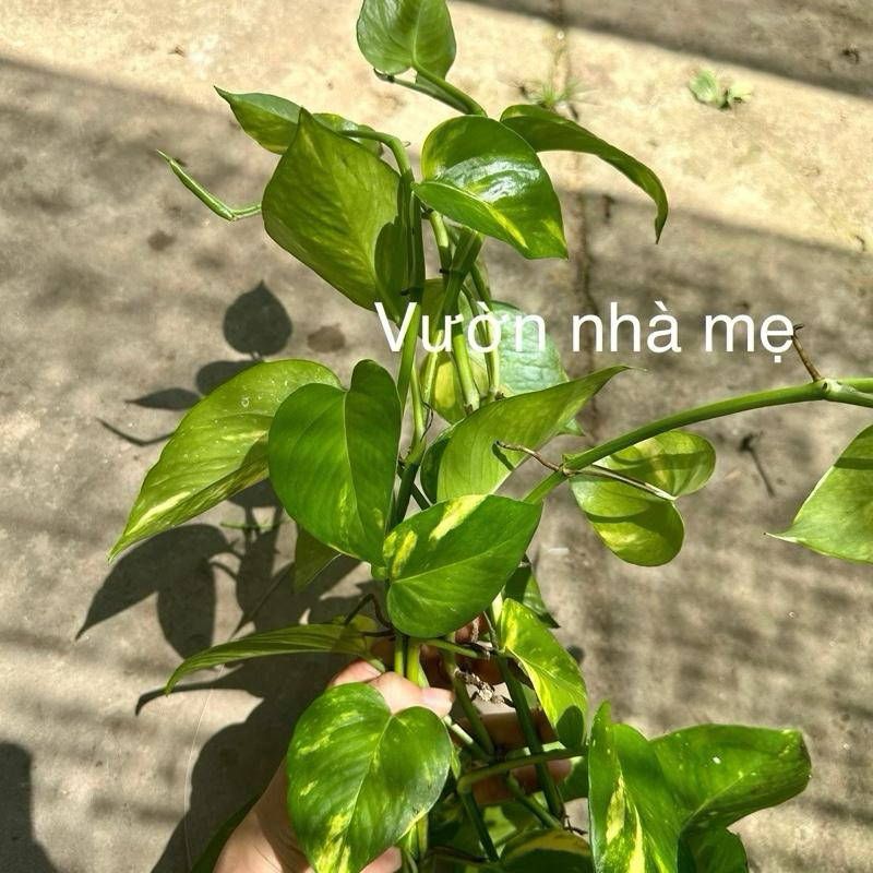 combo 5 dây trầu bà thái đốm vàng