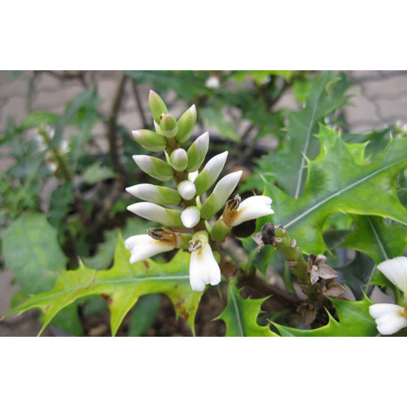 5 cây ô rô nhỗ rễ trần