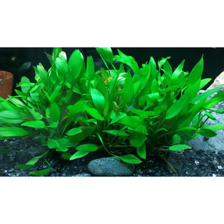 LĂNG MUỖNG THỦY SINH 10 CÂY KHÔNG CO2