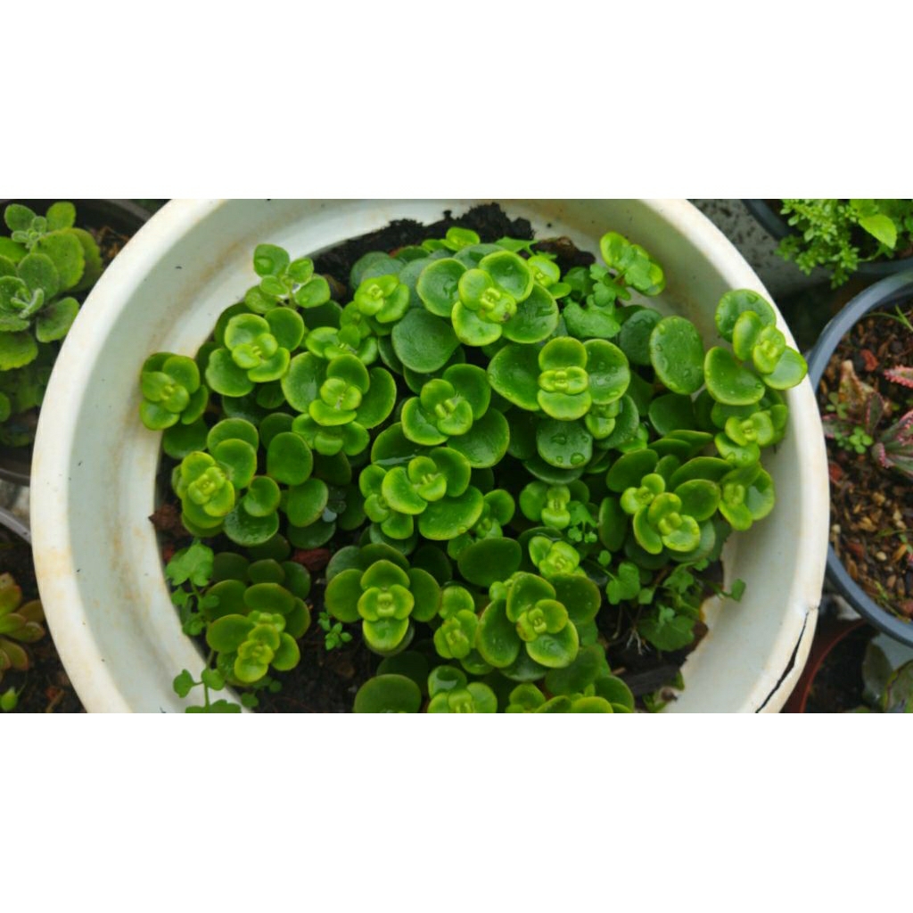 sedum vảy cá/ốc