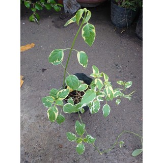 Cây Cẩm Thạch - Cây cảnh mini