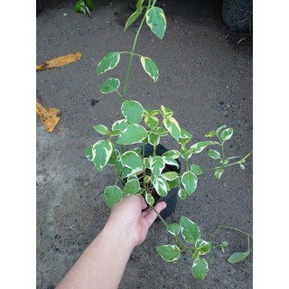 Cây Cẩm Thạch - Cây cảnh mini