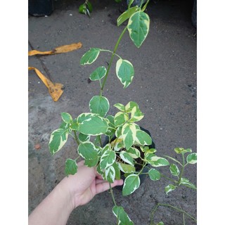 Cây Cẩm Thạch - Cây cảnh mini