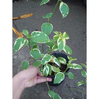 Cây Cẩm Thạch - Cây cảnh mini