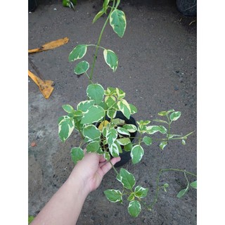 Cây Cẩm Thạch - Cây cảnh mini