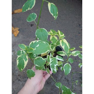 Cây Cẩm Thạch - Cây cảnh mini