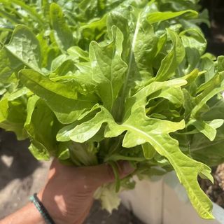 Hạt Giống Xà Lách Sồi Xanh (Oakleaf) Chịu Nhiệt Tốt, Trồng Quanh Năm
