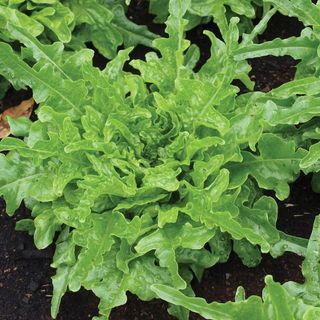 Hạt Giống Xà Lách Sồi Xanh (Oakleaf) Chịu Nhiệt Tốt, Trồng Quanh Năm