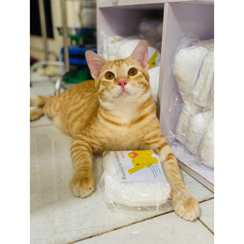 Đất sét siêu nhẹ Thái con voi vàng, đất sét tự khô siêu nhẹ nặn mô hình, Đất sét nhẹ nặn đồ chơi