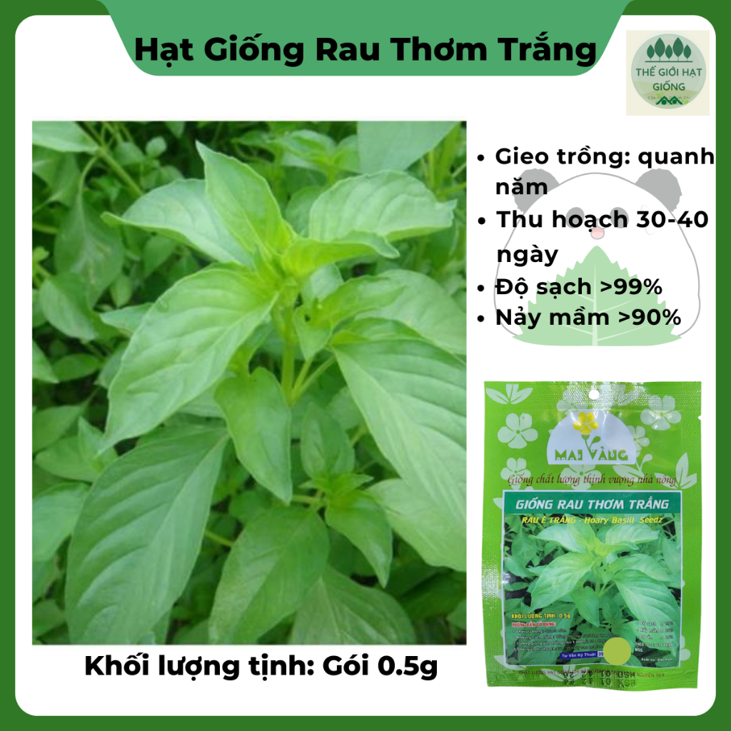 Giống Rau Thơm Trắng
