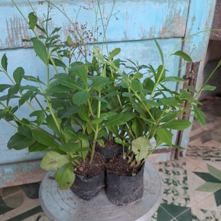 Combo 2  bầu cây giống sâm đất/Thổ sâm..làm rau lấy củ