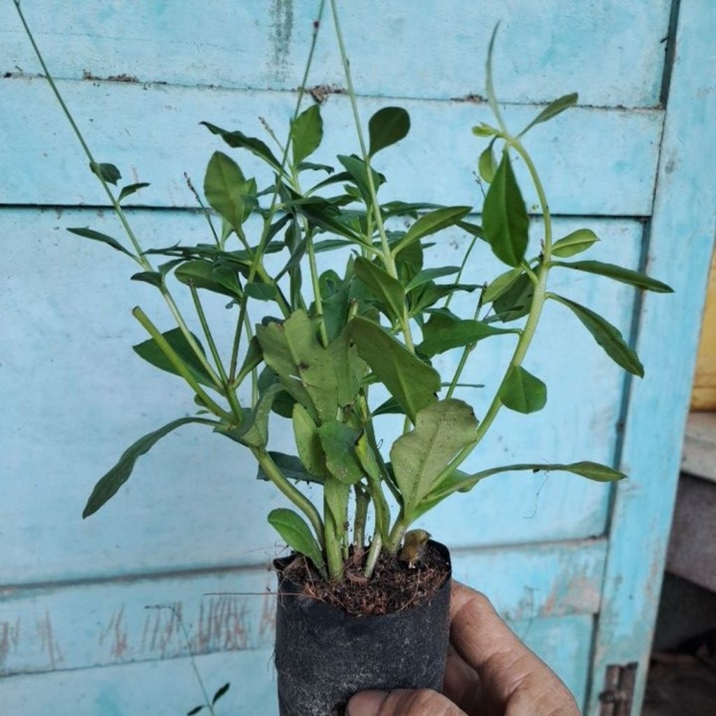 Combo 2  bầu cây giống sâm đất/Thổ sâm..làm rau lấy củ