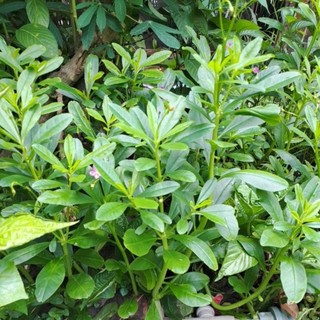 2 bầu rau sâm đất/ sâm mồng tơi/tặng 3 hom giống