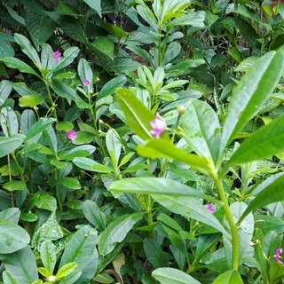 2 bầu rau sâm đất/ sâm mồng tơi/tặng 3 hom giống