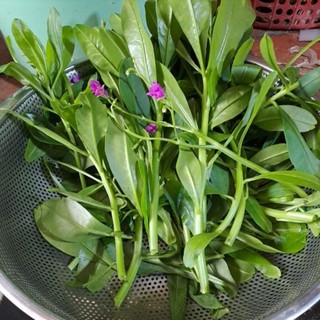2 bầu rau sâm đất/ sâm mồng tơi/tặng 3 hom giống