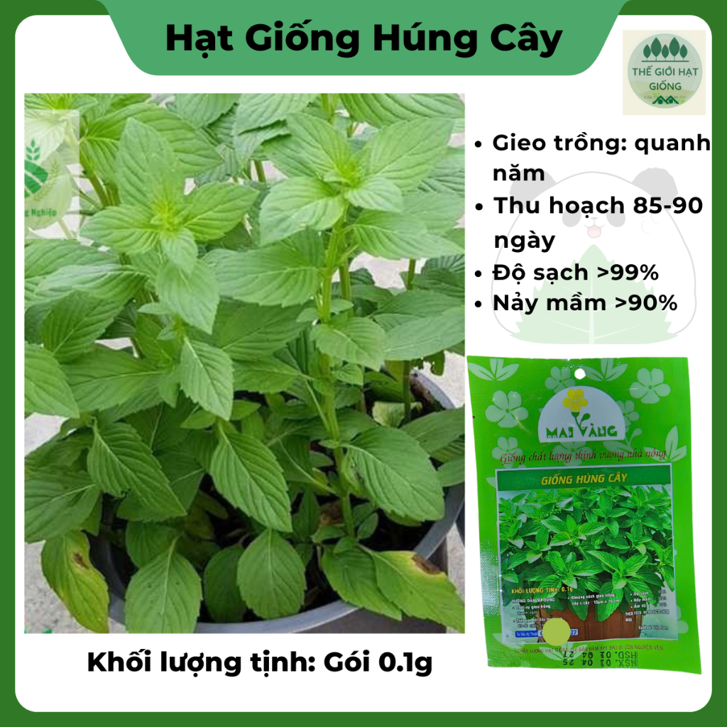 gói 0.1g Hạt giống rau húng cây