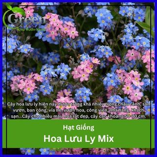 Hạt Giống Hoa Lưu Ly Nhiều Màu Chịu Nhiệt Tốt (Gói 150 hạt)