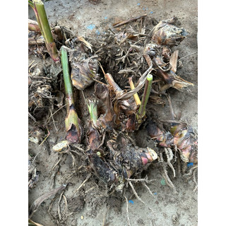 conbo 5 gốc cây dong riềng ( củ chuối, môn chuối)