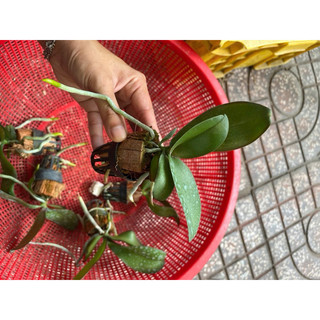 Hồ Điệp Cây Giống Đủ Màu (chọn được màu)